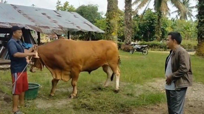 Meranti dan Bengkalis Dapat Dua Ekor Sapi Kurban Bantuan Presiden Prabowo