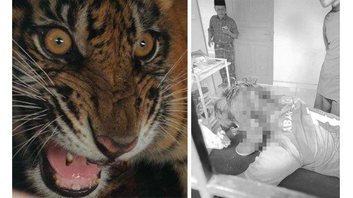 Imbau Warga Tak Dekati Kawasan Hutan, BBKSDA Riau dan Tim Animal Rescue Siak Pasang Kamera Trap