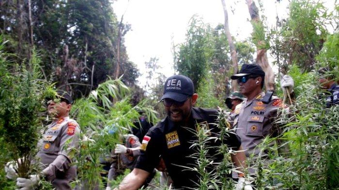 Ladang Ganja di Aceh Besar Dimusnahkan, Seluas 11 Hektare di 2 Lokasi Terpisah
