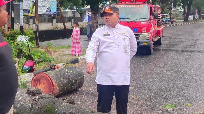 Bikin Macet, Ada Dua Pohon Tumbang Pasca Hujan Deras dan Angin Kencang di Pekanbaru Hari Ini