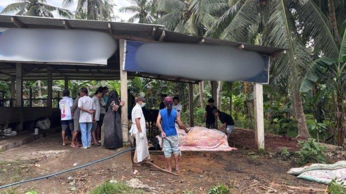 Sapi Calon Kurban Prabowo Mati Mendadak, Pemilik Pasrah: Kalau Diracun Biar Tuhan yang Balas