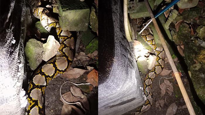 Seekor ular piton sepanjang 3 meter diamankan Damkar