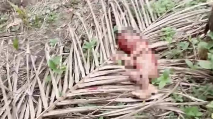 Polisi Ungkap Luka Gigitan Anjing pada Jasad Bayi yang Tubuhnya Tercabik-cabik di Kampar