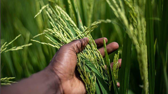 Tanggal 16 Oktober Diperingati sebagai Hari Pangan se Dunia , Jatuh pada Hari Senin Tahun 2023