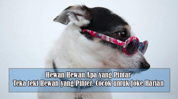 Hewan-hewan Apa yang Pintar, Teka teki Hewan yang Pinter, Tebak-tebakan tentang Hewan yang sulit