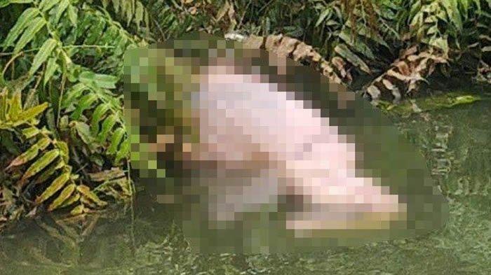 Sawah Lunto Gempar ! Sarfina ungkap Temuan Jasad Pria Bercelana Jeans di Ladang Pinus