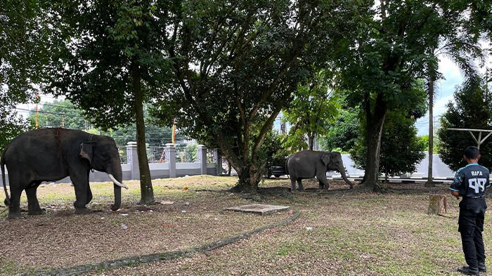 Unik, 2 Gajah Bakal Ikut Bacakan Pembukaan UUD Pada HUT Kemerdekaan di Halaman Balai BKSDA Riau