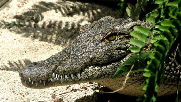 Detik-detik Pemburu Monyet Diterkam Buaya, Kaki Sampai Putus, Warga : Ini Serangan Mengerikan