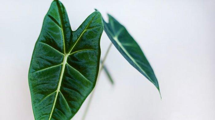 Cara Merawat Alocasia, Tanaman Hias yang Populer Tahun Ini, Ini Daya Tariknya