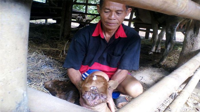 Warga Heboh, Anak Sapi Terlahir dengan Mata 3, 2 Hidung dan Lidah Bercabang di Wonogiri