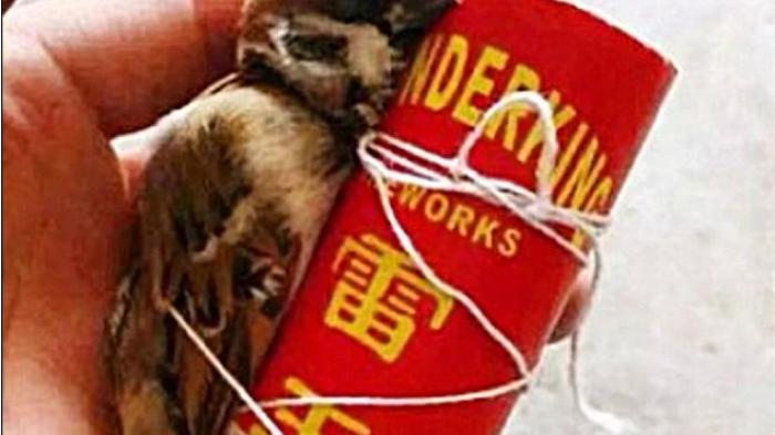 Tiru Angry Birds, Anak-anak Ikat Burung Pipit di Petasan