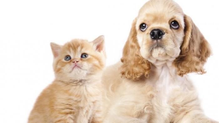 Corona Buat Panik Tingkat Dewa, Warga Hubei Ramai-ramai Lemparkan Hewan Peliharaannya Dari Apartemen