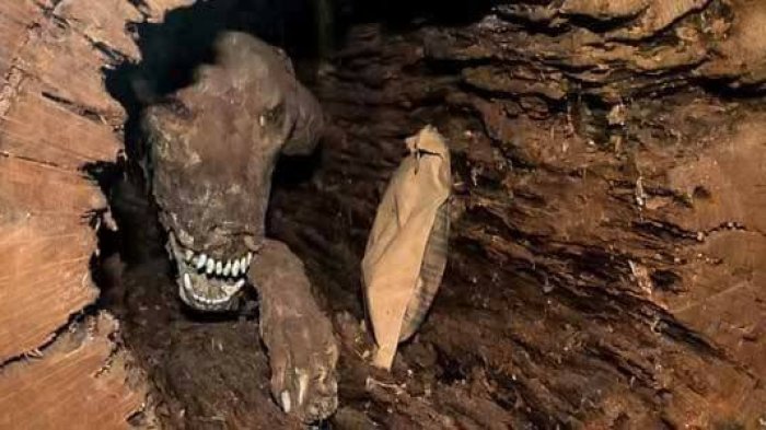 Mengerikan, 20 Tahun Terjebak di Pohon, Seekor Anjing Jadi Mumi