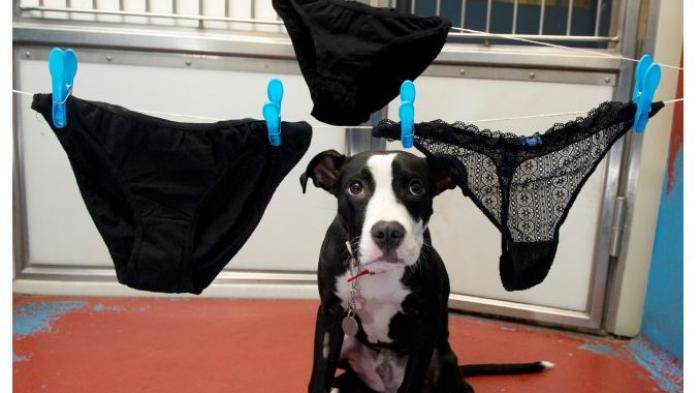 Ternyata Begini Kepribadian Wanita dari Warna Celana Dalamnya! Kamu yang Mana?