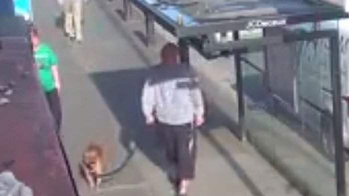 Terekam CCTV Aniaya Anjing, Pria Ini Sebut Untuk Kebaikan Hewan Tersebut