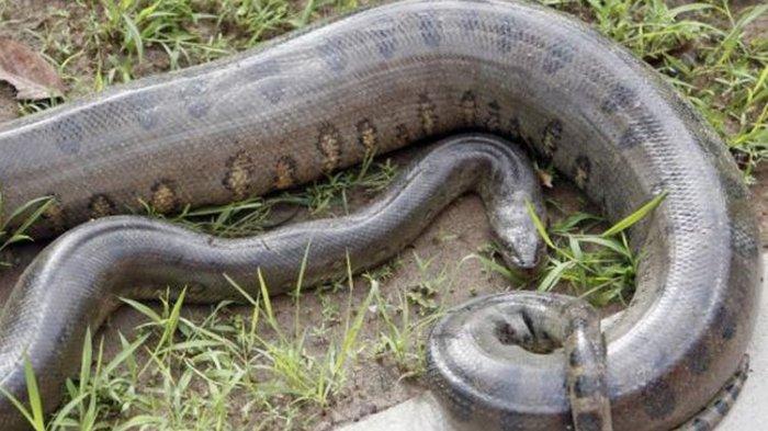 Hewan -hewan yang Hidup di Hutan dan Sungai Amazon, Manakah yang Paling Mematikan?