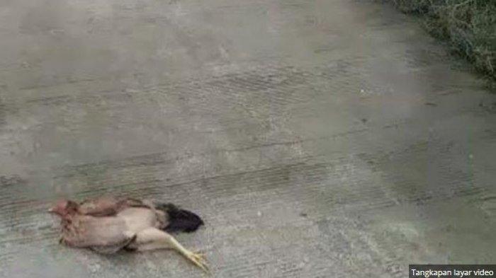 Kronologi Ayam Mati Mendadak di Kampar Sampai Dinyatakan Positif Flu Burung