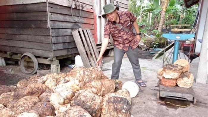 Harga Karet di Riau, Harga Bokar Tingkat Pabrik Naik