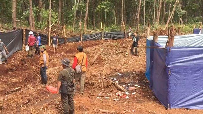 Harimau yang Diduga Serang 2 Pekerja HTI di Pelalawan Terekam Kamera Trap Milik BKSDA