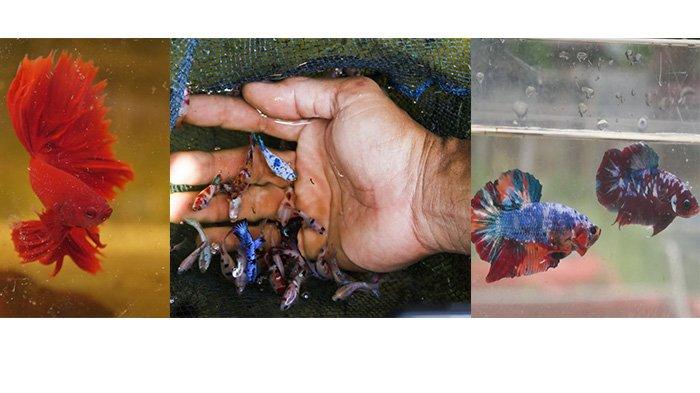 Manfaat Daun Ketapang untuk Ikan Cupang, Membantu Perkembangbiakan