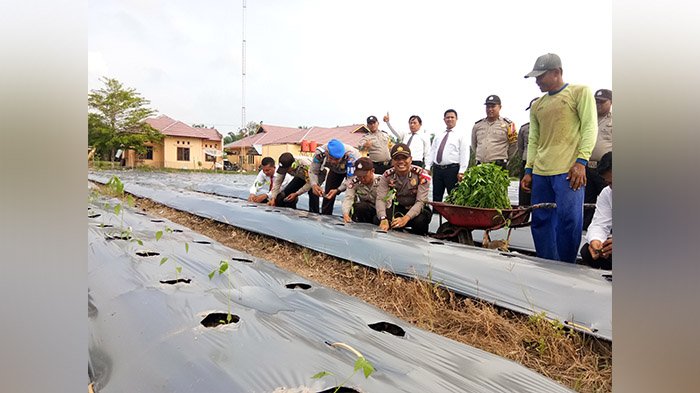 Patut Ditiru, Kapolsek Ini Sulap Lahan dekat Markas Jadi Bernilai dan Bermanfaat Bagi Masyarakat