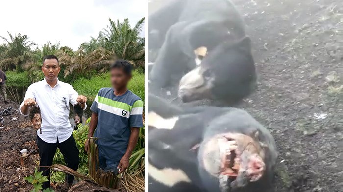 Dibunuh, Dikuliti hingga Dagingnya Dimakan, Ini Kronologi Pembantaian 4 Beruang Madu di Inhil