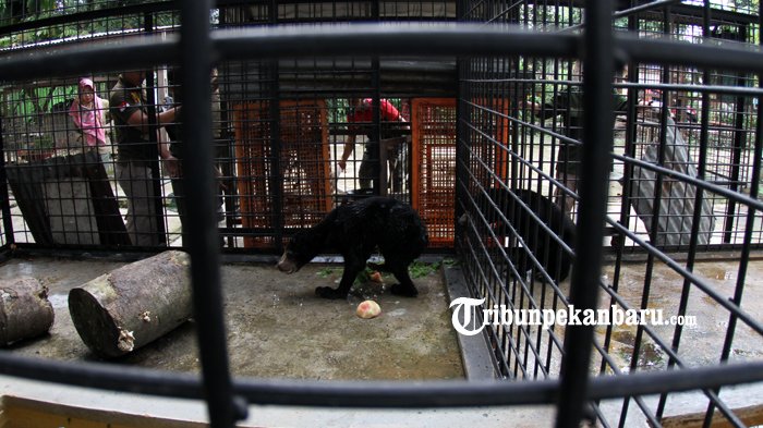 FOTO: 3 Tahun Pisah Kandang, Dua Beruang Bersaudara ini Akhirnya Dapat Bercengkrama - beruang-madu-diserahkan-ke-bbksda_20180227_162140.jpg