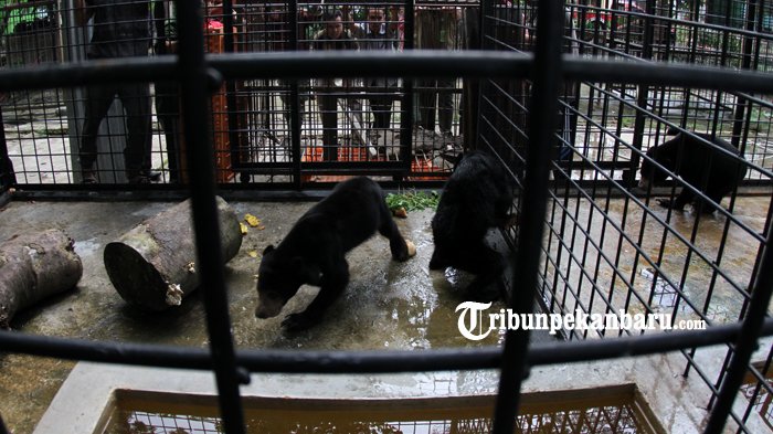 FOTO: 3 Tahun Pisah Kandang, Dua Beruang Bersaudara ini Akhirnya Dapat Bercengkrama - beruang-madu-diserahkan-ke-bbksda_20180227_162246.jpg
