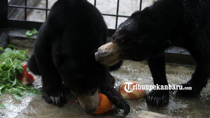 FOTO: 3 Tahun Pisah Kandang, Dua Beruang Bersaudara ini Akhirnya Dapat Bercengkrama - beruang-madu-diserahkan-ke-bbksda_20180227_162413.jpg