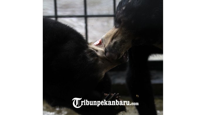 FOTO: 3 Tahun Pisah Kandang, Dua Beruang Bersaudara ini Akhirnya Dapat Bercengkrama - beruang-madu-diserahkan-ke-bbksda_20180227_162436.jpg