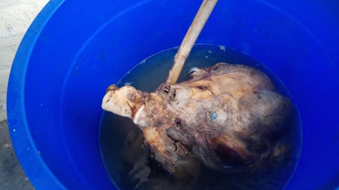 Terancam Dipenjara, Inilah Lama Hukuman yang Menanti Pelaku Pembunuh Beruang Madu