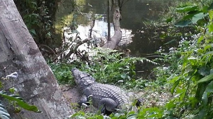 Hilang Misterius, Pemuda 16 Tahun Diduga Dimangsa Buaya Air Asin
