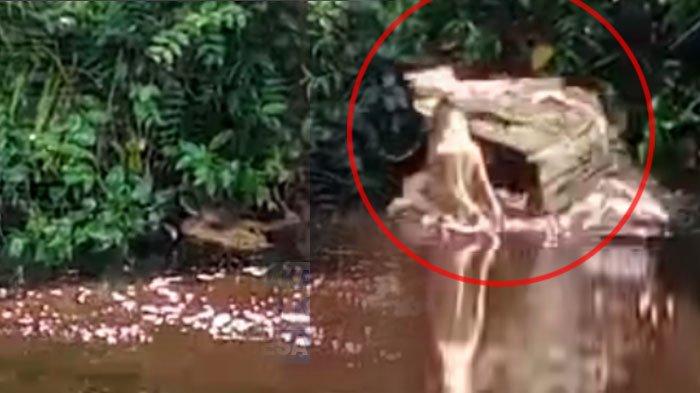 Bikin Bergidik Meremang Bulu Kuduk, Buaya Muncul Santap Ternak di Riau, Warga Cemas Alang Kepalang