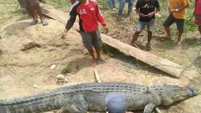 Buaya Pemangsa Manusia yang Tewaskan 3 Warga Buton Ditangkap! Ada Tombak Tertancap di Badannya