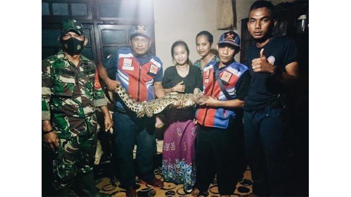 Buaya yang Menyerang Siswi SMP di Tembilahan Riau Berhasil Dievakuasi TRC DPKP Inhil