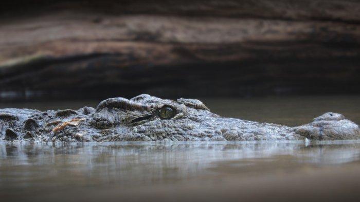 Kakak Sempat Tarik Tangan Anisa yang Diseret Buaya ke Dalam Sungai, Namun Terlepas, Tubuhnya Hilang