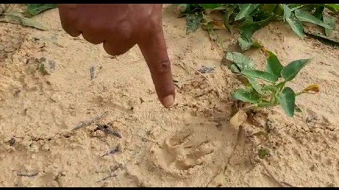 Heboh, Siapa yang tak Kaget dan Gemetaran jika Temukan Jejak Kaki Ini di Tempat yang Sepi