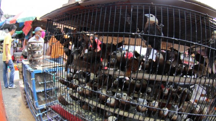 FOTO: Penjualan Burung Pipit untuk Keperluan Imlek - burung-pipit-pasar-sago-imlek_20180215_162642.jpg