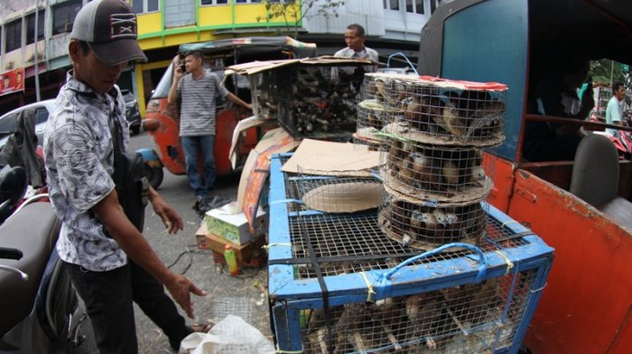 FOTO: Penjualan Burung Pipit untuk Keperluan Imlek - burung-pipit-pasar-sago-imlek_20180215_162917.jpg