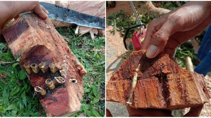 Pohon Usia Ratusan Tahun Ini Menyimpan Benda Peninggalan Belanda, Lokasinya di Balige