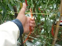 Kodim Dumai Panen Perdana Penanam Cabe dalam Pot