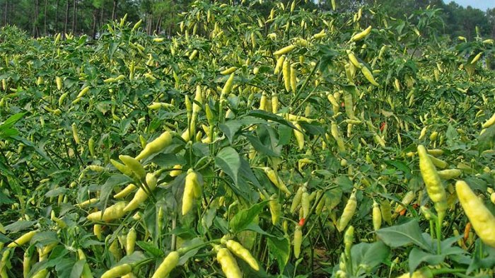 Ini Manfaat Baik Cabai Rawit di Balik Rasanya yang Pedas