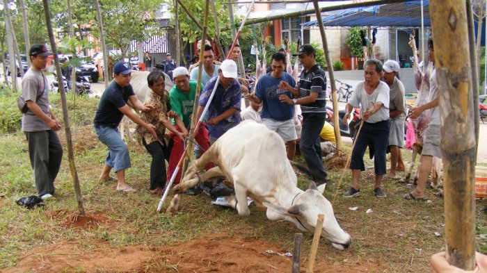 Tak Perlu Repot, Ini Cara Cepat Merobohkan Sapi Kurban Sebelum Disembelih