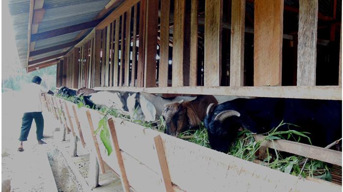 Chevron Serahkan Bantuan 37 Kambing ke Kelompok Peternak