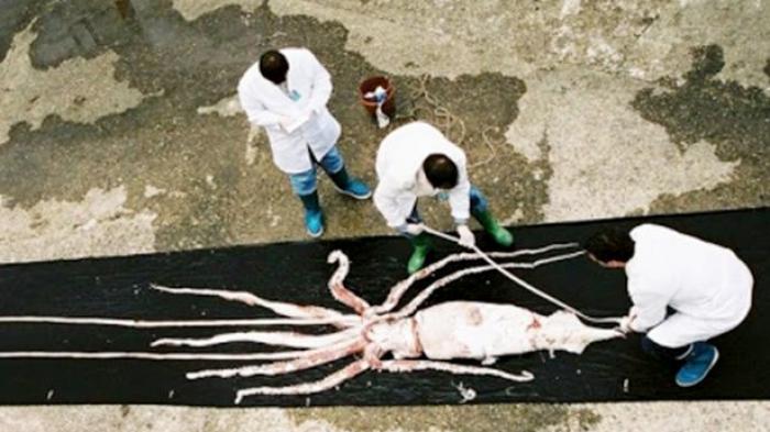 Gawat, China Kini Diserang Virus Corona dari Cumi-cumi Impor, Ditemukan Otoritas Kesehatan