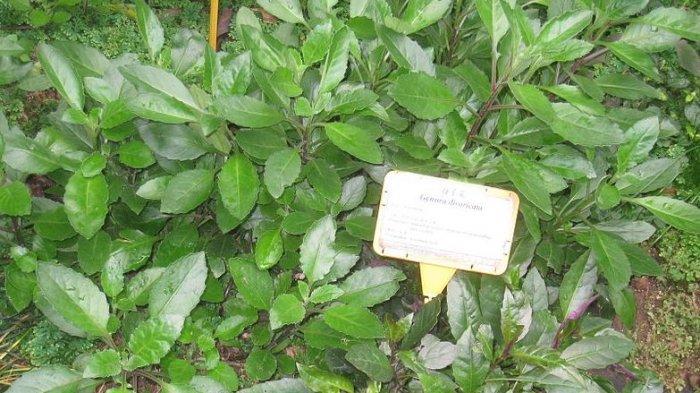 Cara Mengolah Daun Dewa untuk Mengobati Penyakit, dari Batuk, Gatal Hingga Ginjal