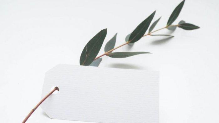 Bukan untuk Covid-19, Eucalyptus Efektif Membunuh Virus Betacorona, Ini Penjelasannya