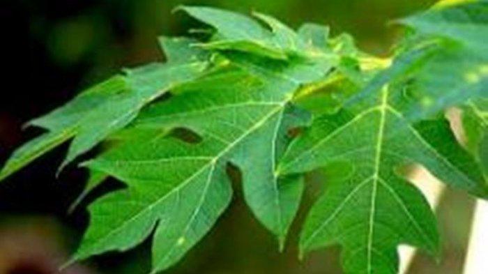 Khasiat Ramuan Jus Daun Pepaya, Mengobati Demam Hingga Bikin Wajah Awet Muda