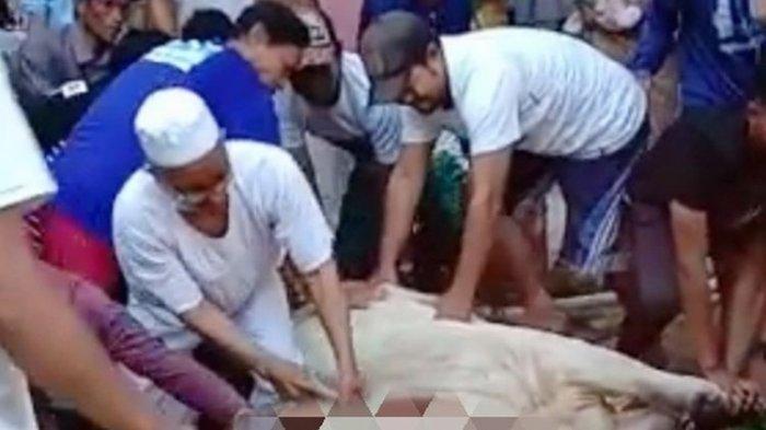 Duka di Tengah Kurban, Orang-orang Ini Meninggal di Tengah Sembelih Hewan: Tiba-tiba Beliau Terjatuh