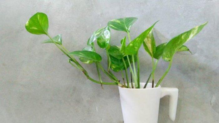 Merawat Tanaman Hias, Cara Tau Penyebab Daun Sirih Gading Menguning Serta Cara Mengatasinya